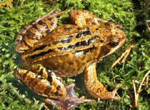 Common Adult Frog