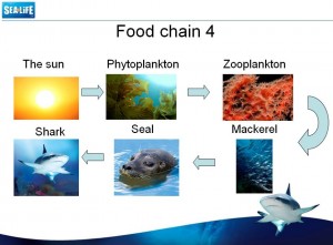 Sea Life Food Chain