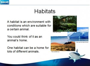 Sea Life Habitats