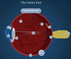 The Interactive Eye