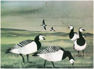 Barnacle Geese - Van Gelderen