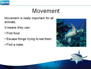 Sea Life: Movement