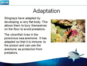 Sea Life: Adaptations